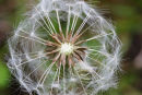08-0637 Dandelion Seed Head Taraxacum officinale.